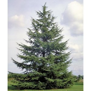Céder atlantský (Cedrus Atlantica) - výška: 30-50 cm, kont. C3L (-23°C)